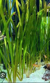 Vallisneria Gigantea
