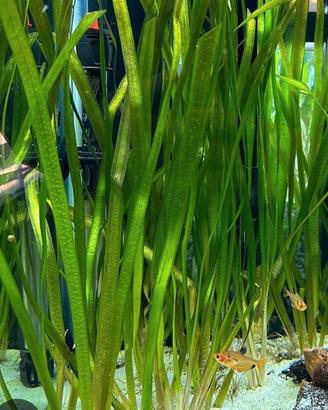 Vallisneria Gigantea