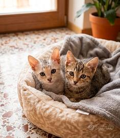 Gattine europee tigrate