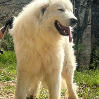 Cuccioli Pastore Maremmano Abruzzese