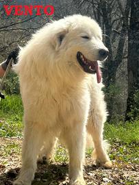 Cuccioli Pastore Maremmano Abruzzese