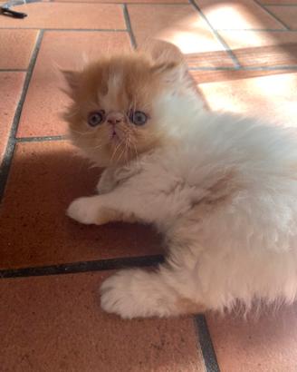 Gattino maschio