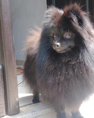 Volpino Pomerania