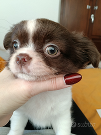 Chihuahua con pedigree