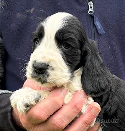 Cuccioli di cocker spaniel