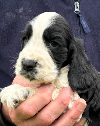 Cuccioli di cocker spaniel