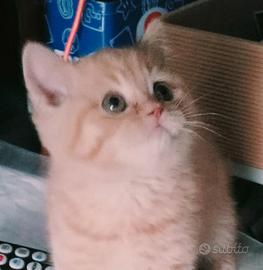 Scottish Straight cuccioli