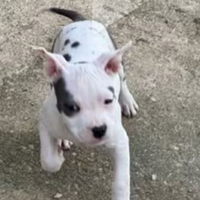 American staff femmina