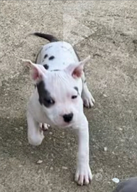 American staff femmina