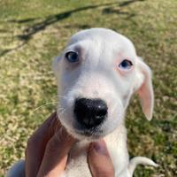 Cucciolo Cane Taglia medio-piccola