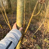 Bosco provincia Verona