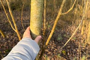 Bosco provincia Verona