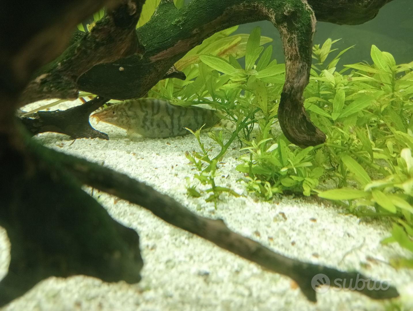 Acquario per pesci rossi - Accessori per animali In vendita a Bari