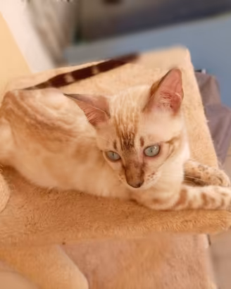Gatti gattini Bengala Snow e Brown