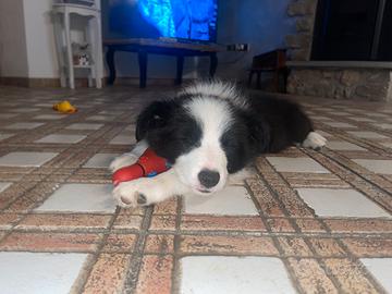 Cuccioli di border collie
