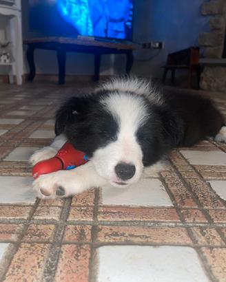 Cuccioli di border collie