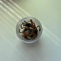 Cordyceps Sinensis Tibetano