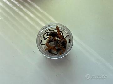 Cordyceps Sinensis Tibetano