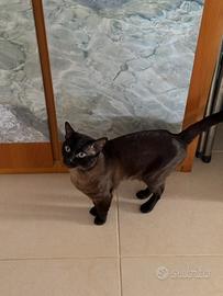 Siamese maschio di 2 anni PREZZO TRATTABILE