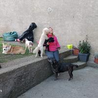 Pensione casalinga per cani
