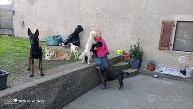 Pensione casalinga per cani