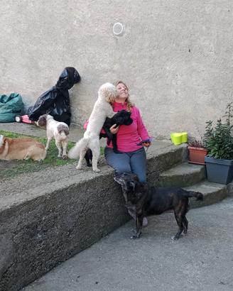 Pensione casalinga per cani