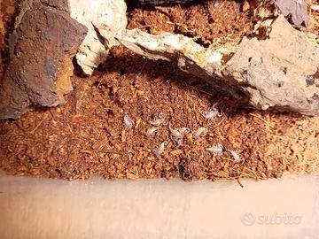 scorpione partenogenetico, liocheles australasiae 