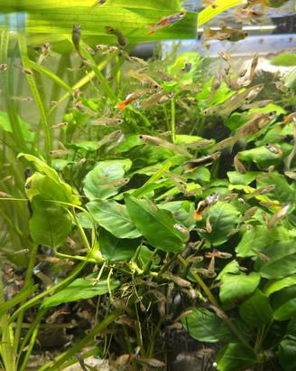 Guppy endler