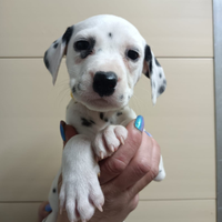 Cuccioli dalmata