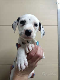 Cuccioli dalmata