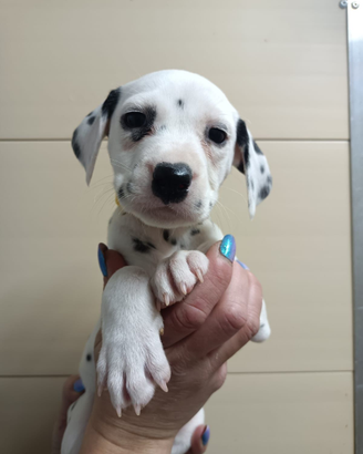 Cuccioli dalmata