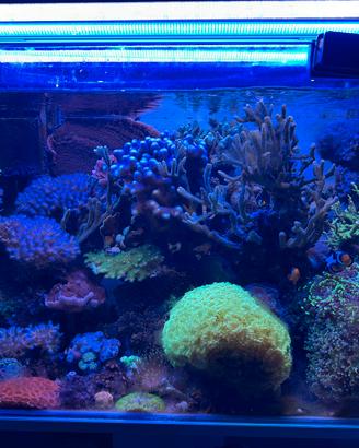 Acquario marino