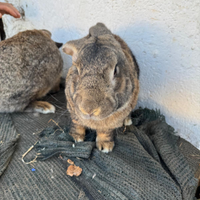 Coppia conigli giganti delle fiandre