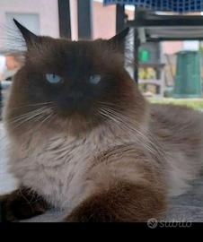 Gatto siberiano Pedigree disponibile monta
