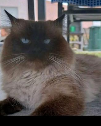 Gatto siberiano Pedigree disponibile monta