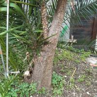 piante di yucca adulte ornamentali per ville