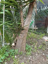 piante di yucca adulte ornamentali per ville