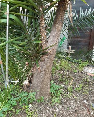 piante di yucca adulte ornamentali per ville