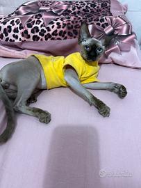 Cucciolo Sphynx