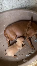Pinscher zwergpinscher