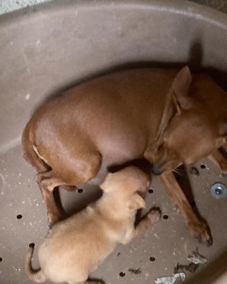 Pinscher zwergpinscher