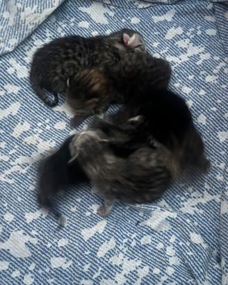 Gattini nati il 1 aprile 2026