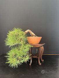 Bonsai pino nero cascata - VALUTO PROPOSTE
