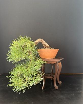Bonsai pino nero cascata - VALUTO PROPOSTE