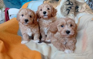 Maltipoo cuccioli
