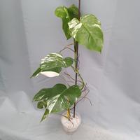 monstera variegata cod.j6 qualità top  rara 