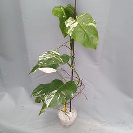monstera variegata cod.j6 qualità top  rara 