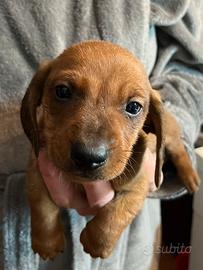 Cucciolo di bassotto