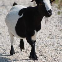 C.E.R.C.O capra nana tibetana