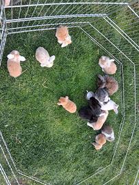 Conigli arieti e testa di leone